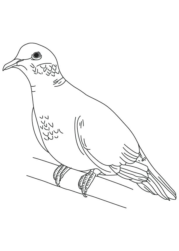 Dove Outline Drawing At GetDrawings Free Download.
