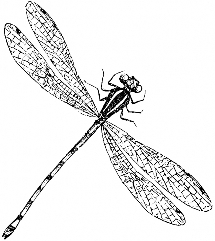 Dragonfly Outline Drawing at GetDrawings Free download