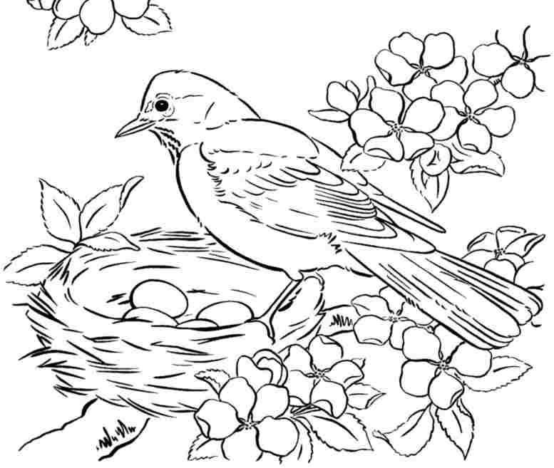 Drawing For Kids Birds at GetDrawings | Free download