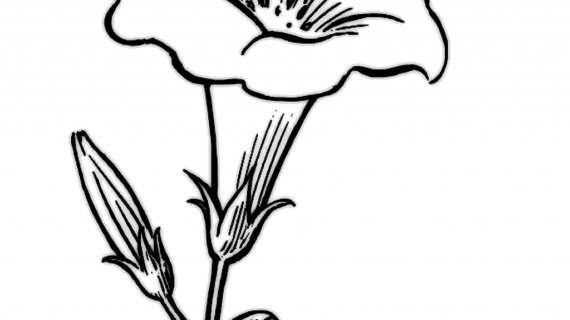 Featured image of post Easy Drawings Of Flowers Simple / Cool easy drawing of beautiful flowers for beginners.