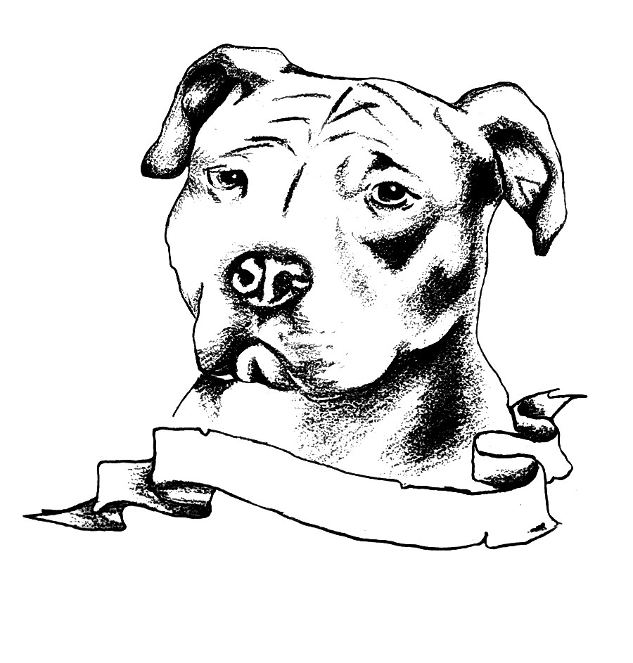 Drawing Pictures Of Pitbulls at GetDrawings | Free download