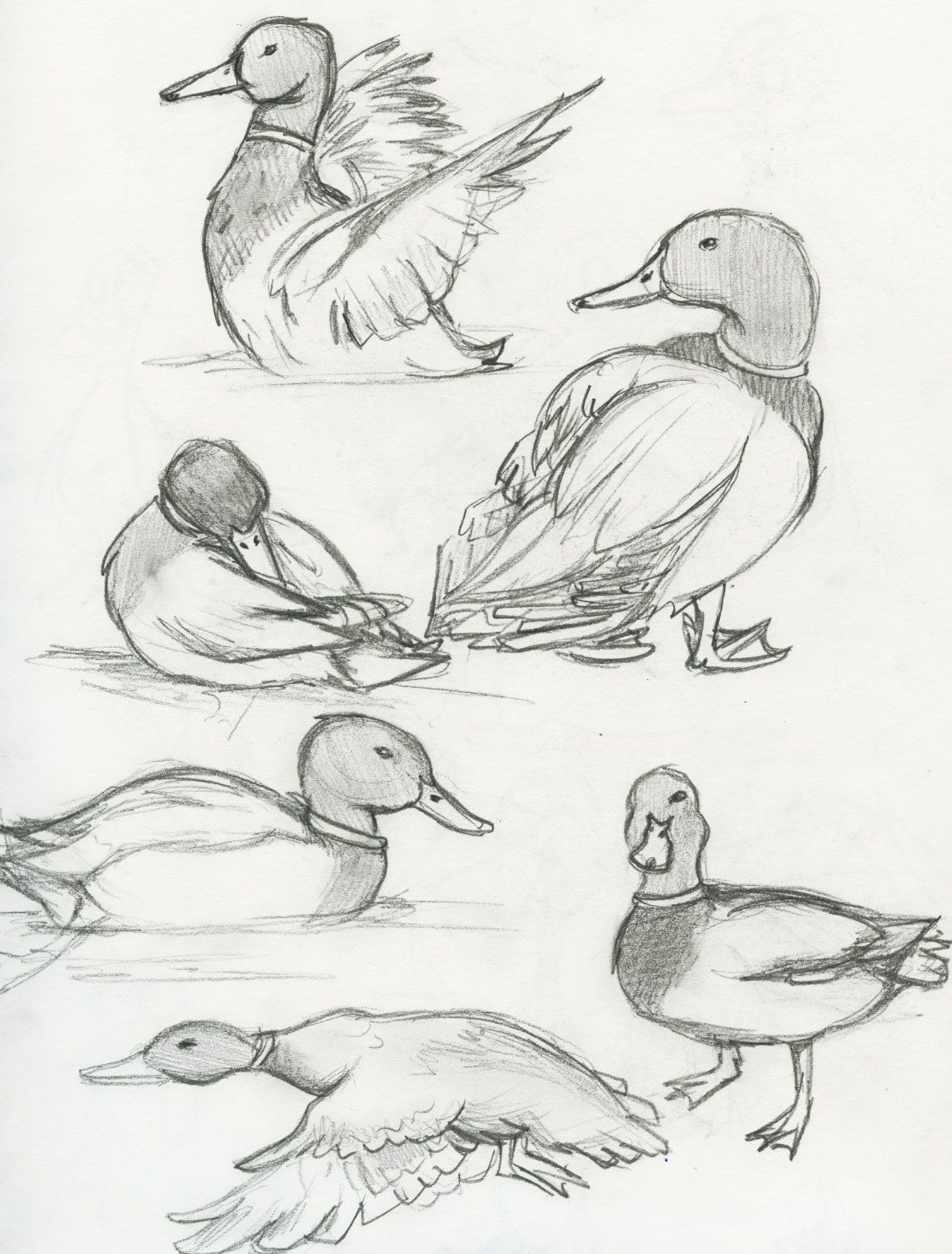 Duck Call Drawing at GetDrawings Free download