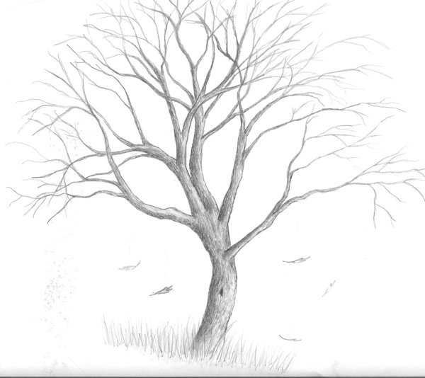 Dying Tree Drawing at GetDrawings Free download