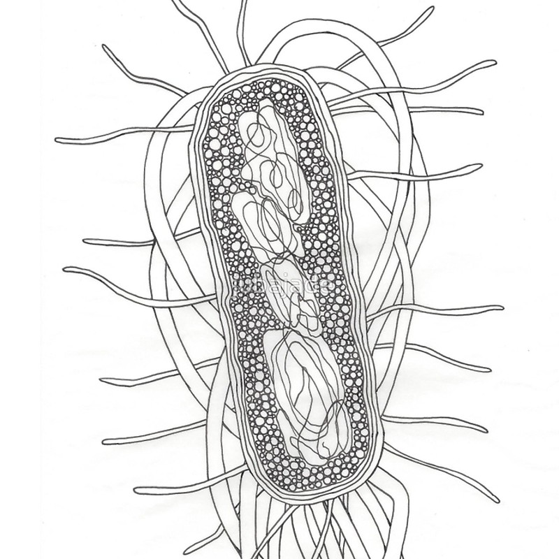 E Coli Drawing at GetDrawings Free download