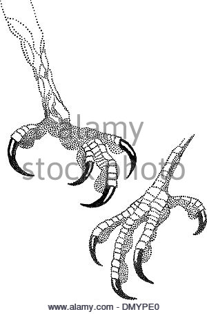 Eagle Claws Drawing at GetDrawings | Free download