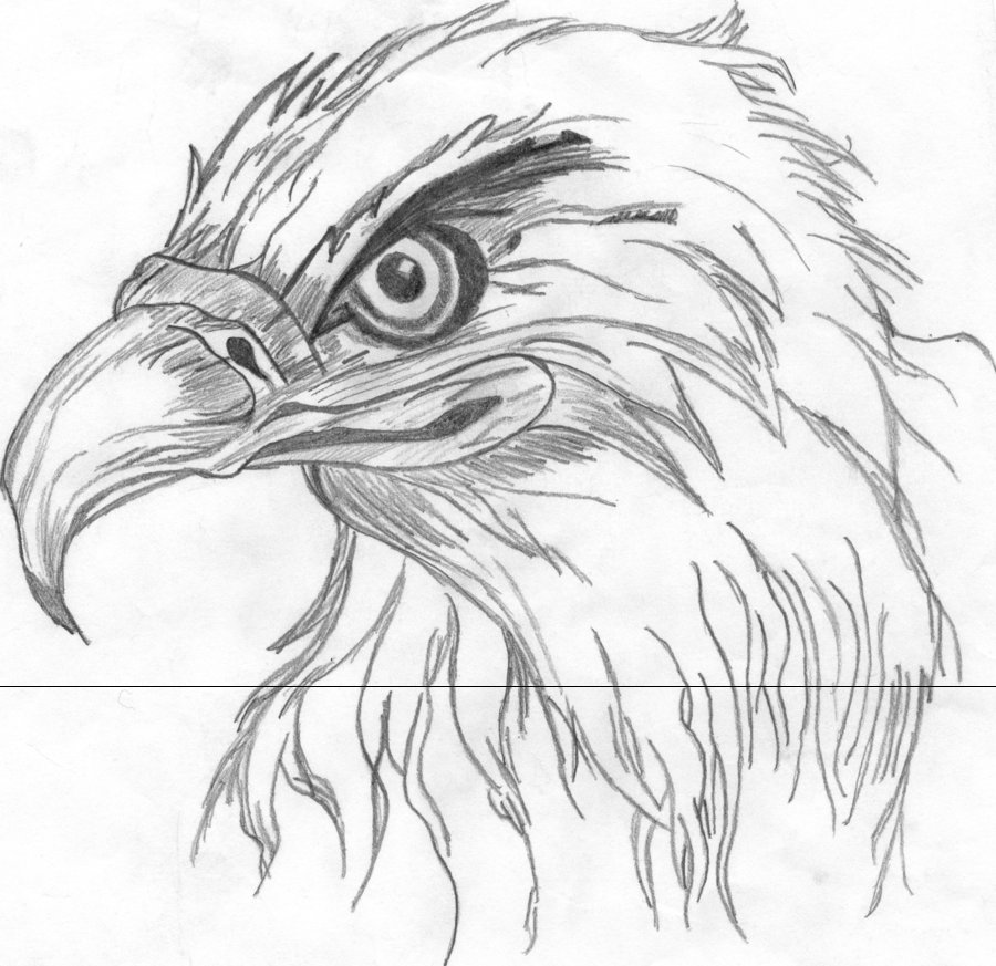900x873 Eagle's Eye By Keepyaheadup.
