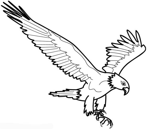Eagle Wing Drawing at GetDrawings | Free download