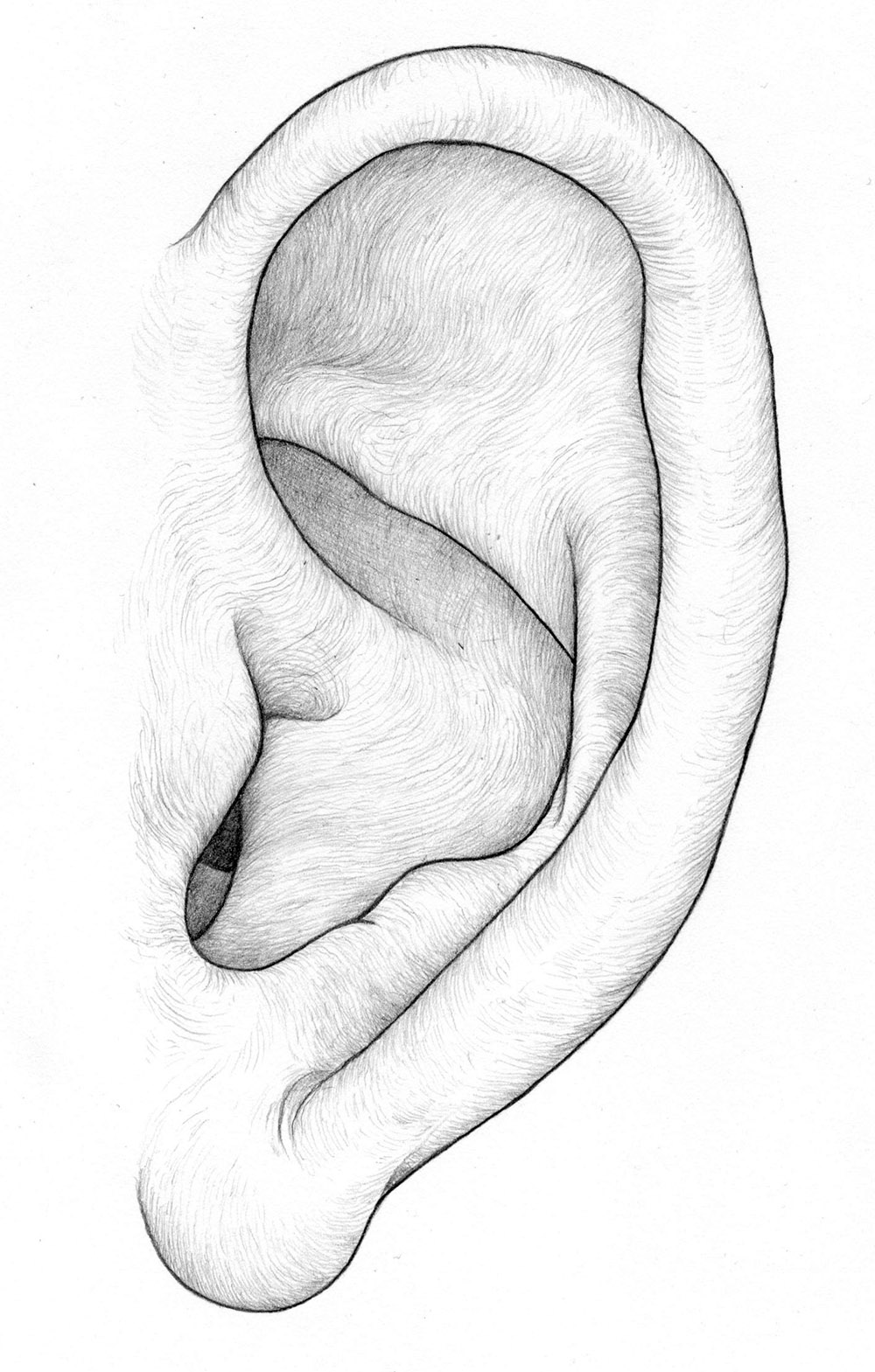 Creative Draw Ear Sketch with Pencil