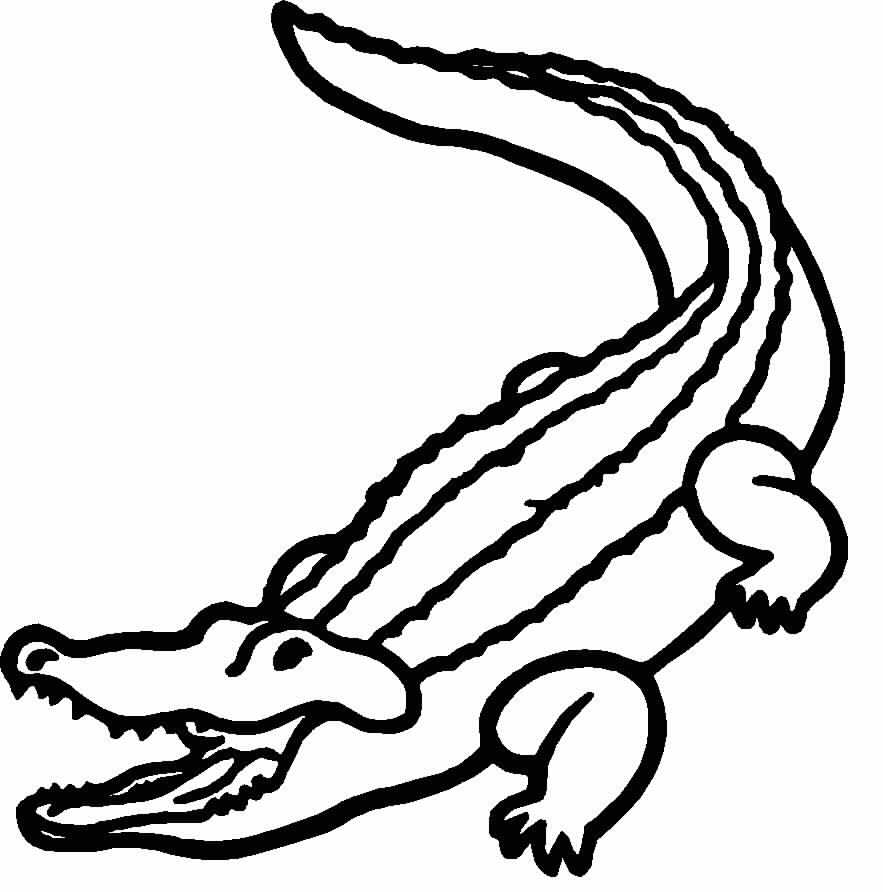 Easy Alligator Drawing at GetDrawings Free download