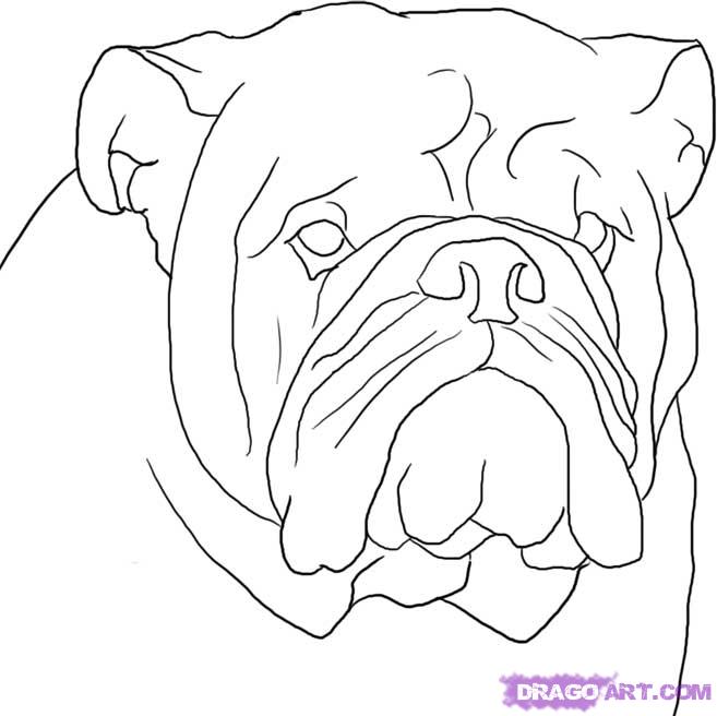 Easy Bulldog Drawing at GetDrawings Free download