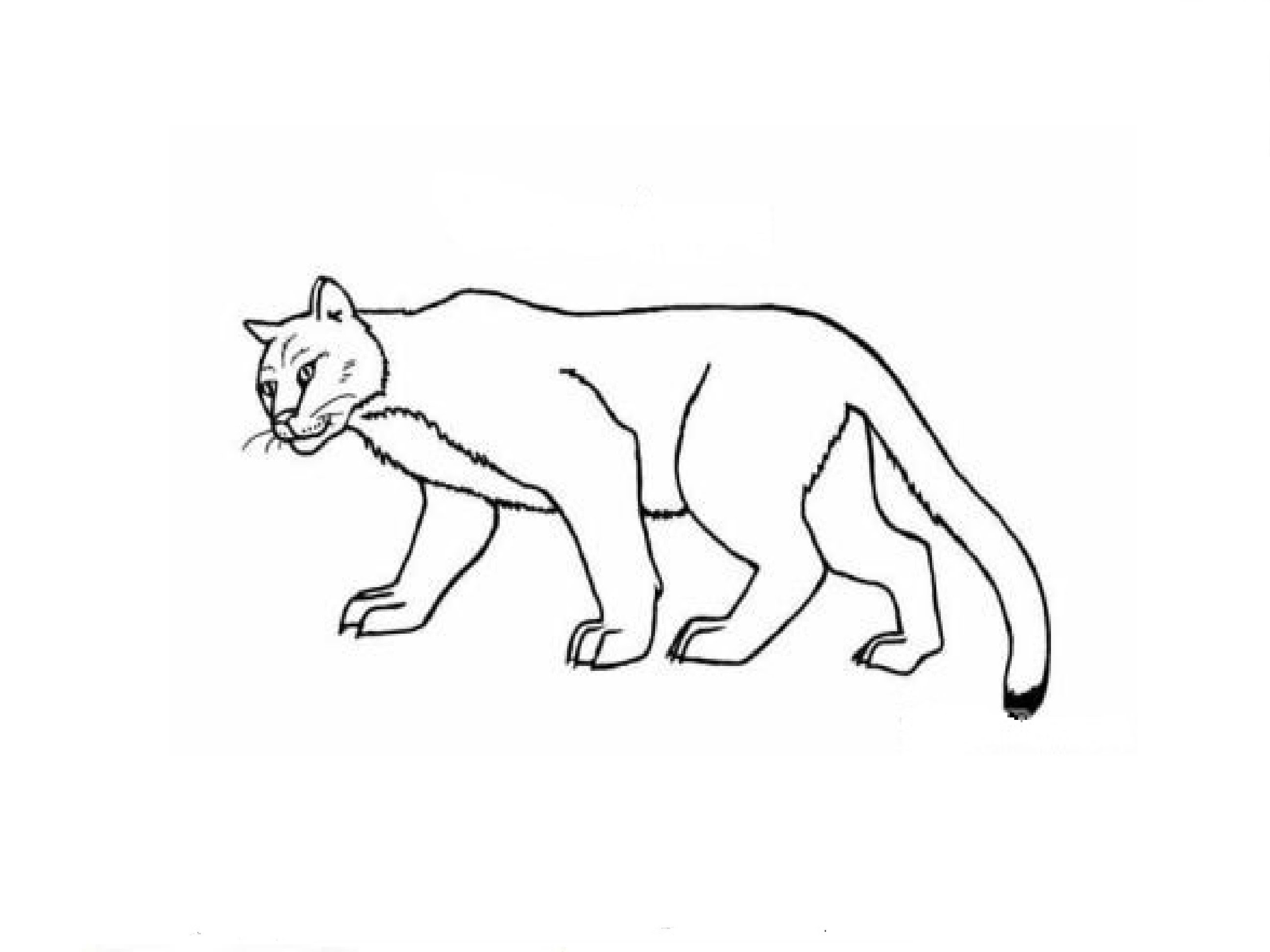 Easy Cougar Drawing Puma Draw Getdrawings Sketch Coloring Page.
