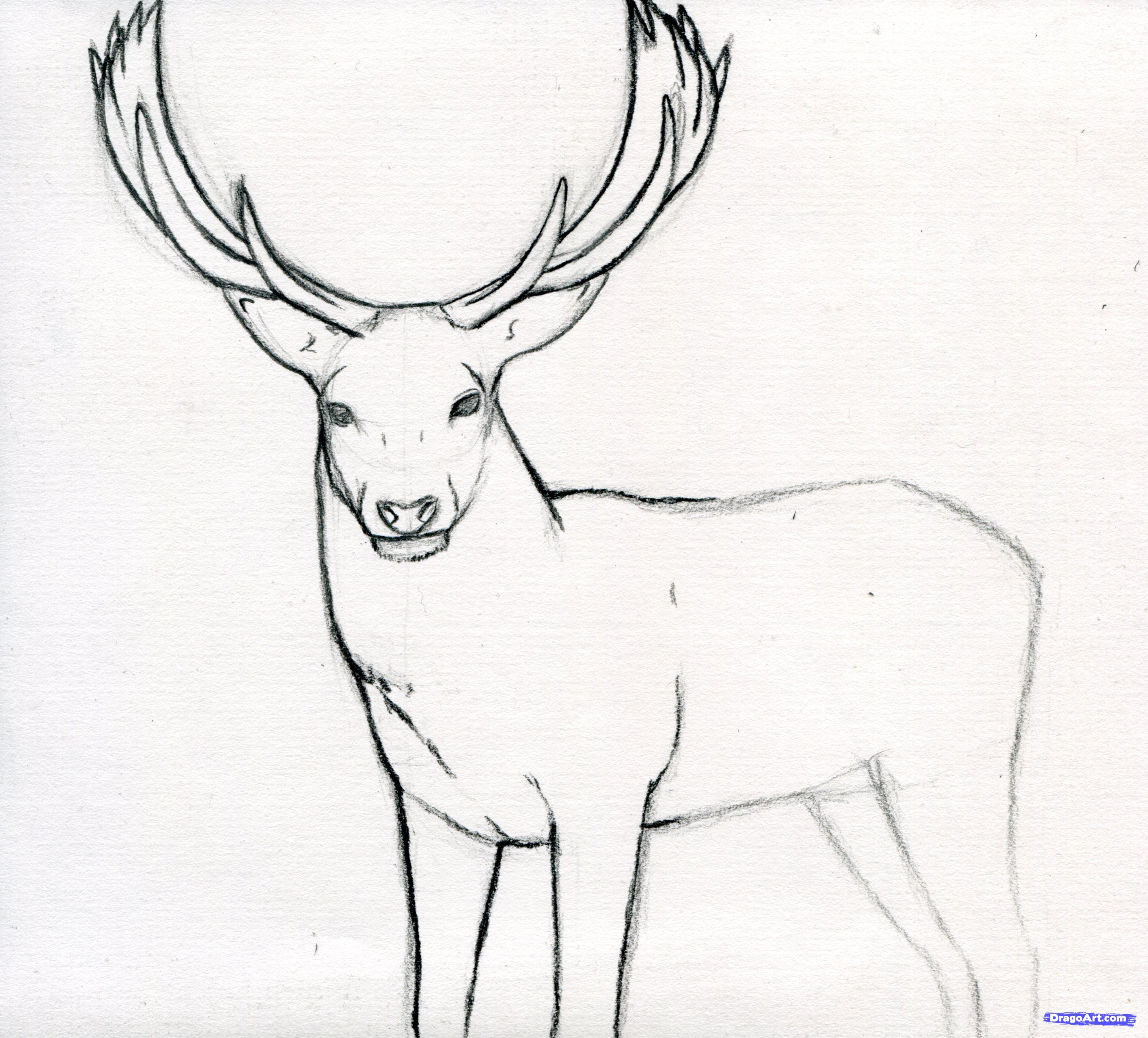 Easy Drawing Of A Deer at GetDrawings Free download