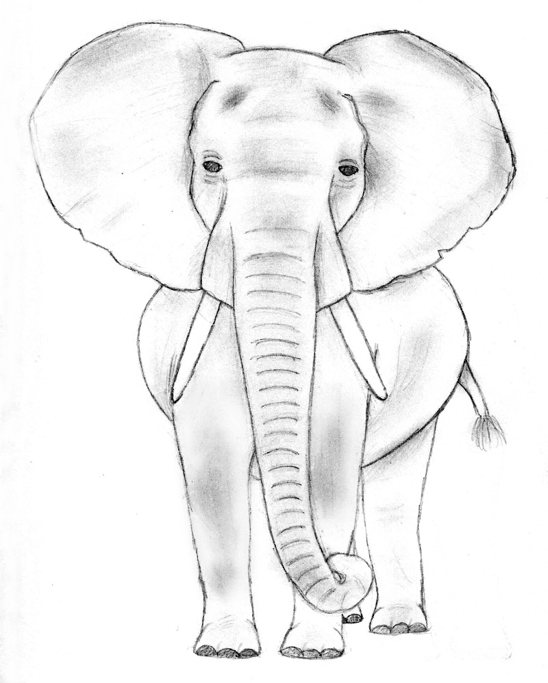 Слоны рисунок карандашом