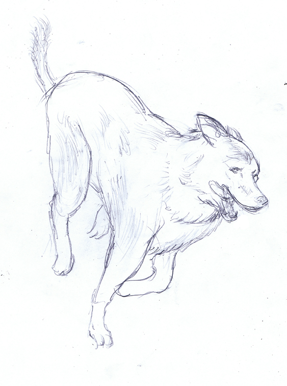 Easy Husky Drawing at GetDrawings | Free download