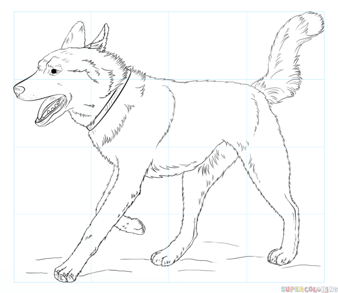 Easy Husky Drawing at GetDrawings | Free download