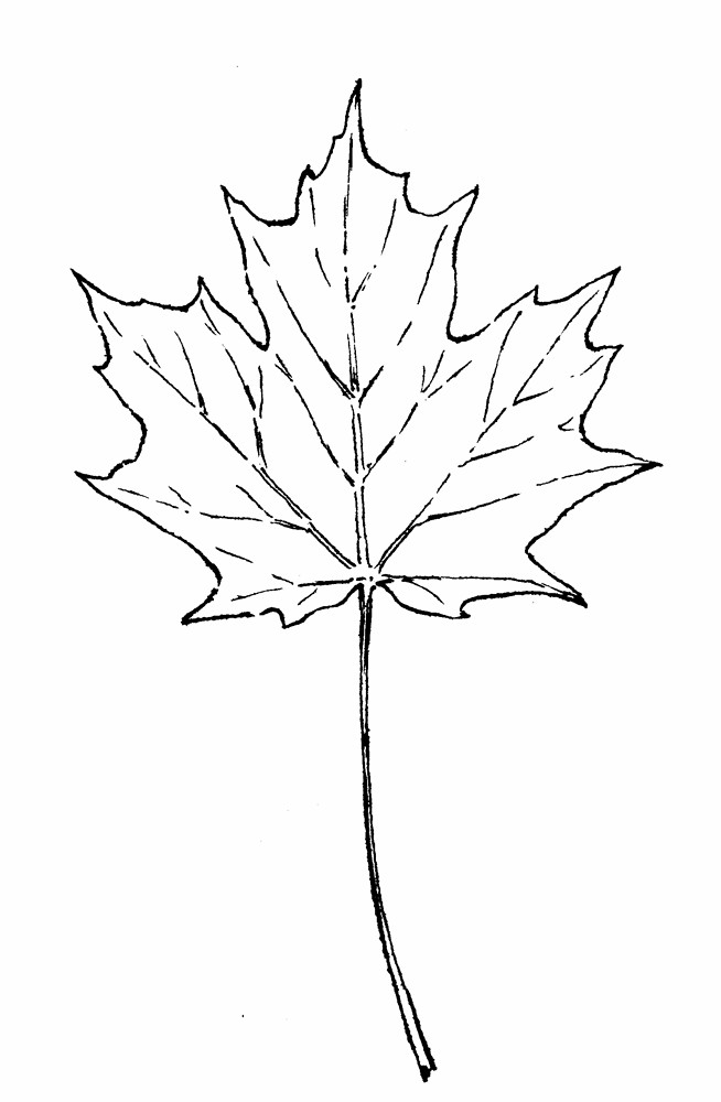 Easy Maple Leaf Drawing at GetDrawings Free download