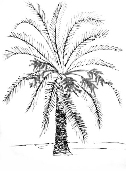 Easy Palm Tree Drawing at GetDrawings | Free download