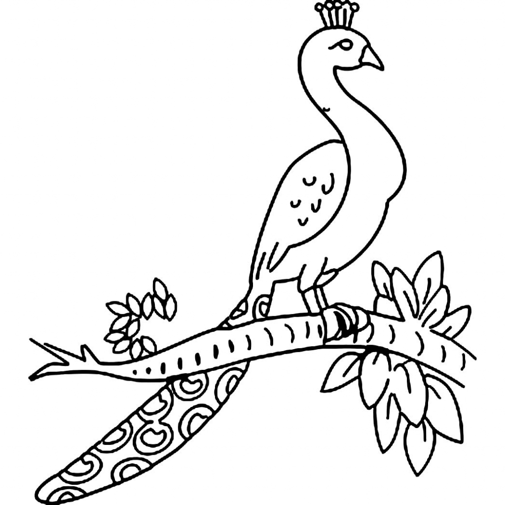 Easy Peacock Drawing at GetDrawings | Free download