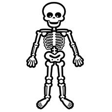 simple drawing of skeletal system