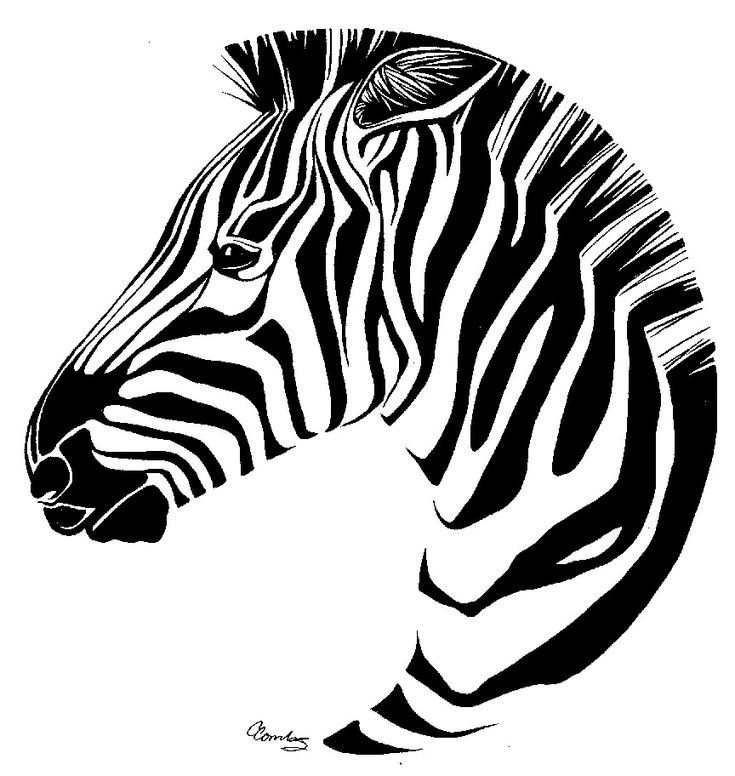 Easy Zebra Drawing at GetDrawings Free download