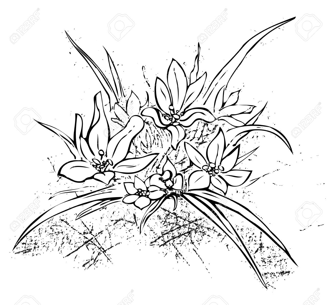 Edelweiss Drawing at GetDrawings | Free download