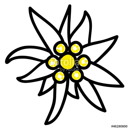 Edelweiss Drawing at GetDrawings | Free download