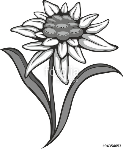 Edelweiss Drawing at GetDrawings | Free download