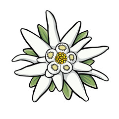 Edelweiss Drawing at GetDrawings | Free download