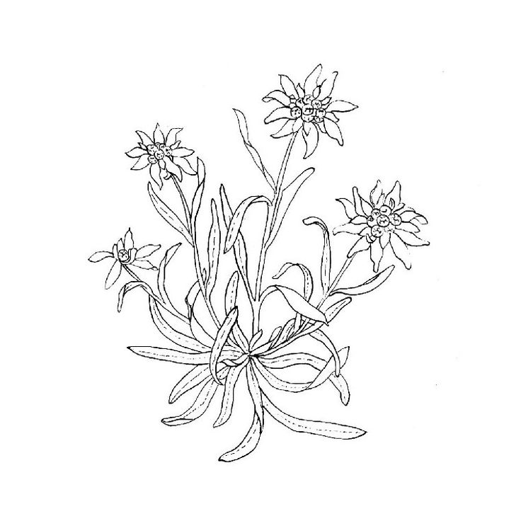 Edelweiss Drawing at GetDrawings | Free download