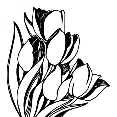 flower vector tulip silhouette edelweiss artwork gift shutterstock getdrawings drawing