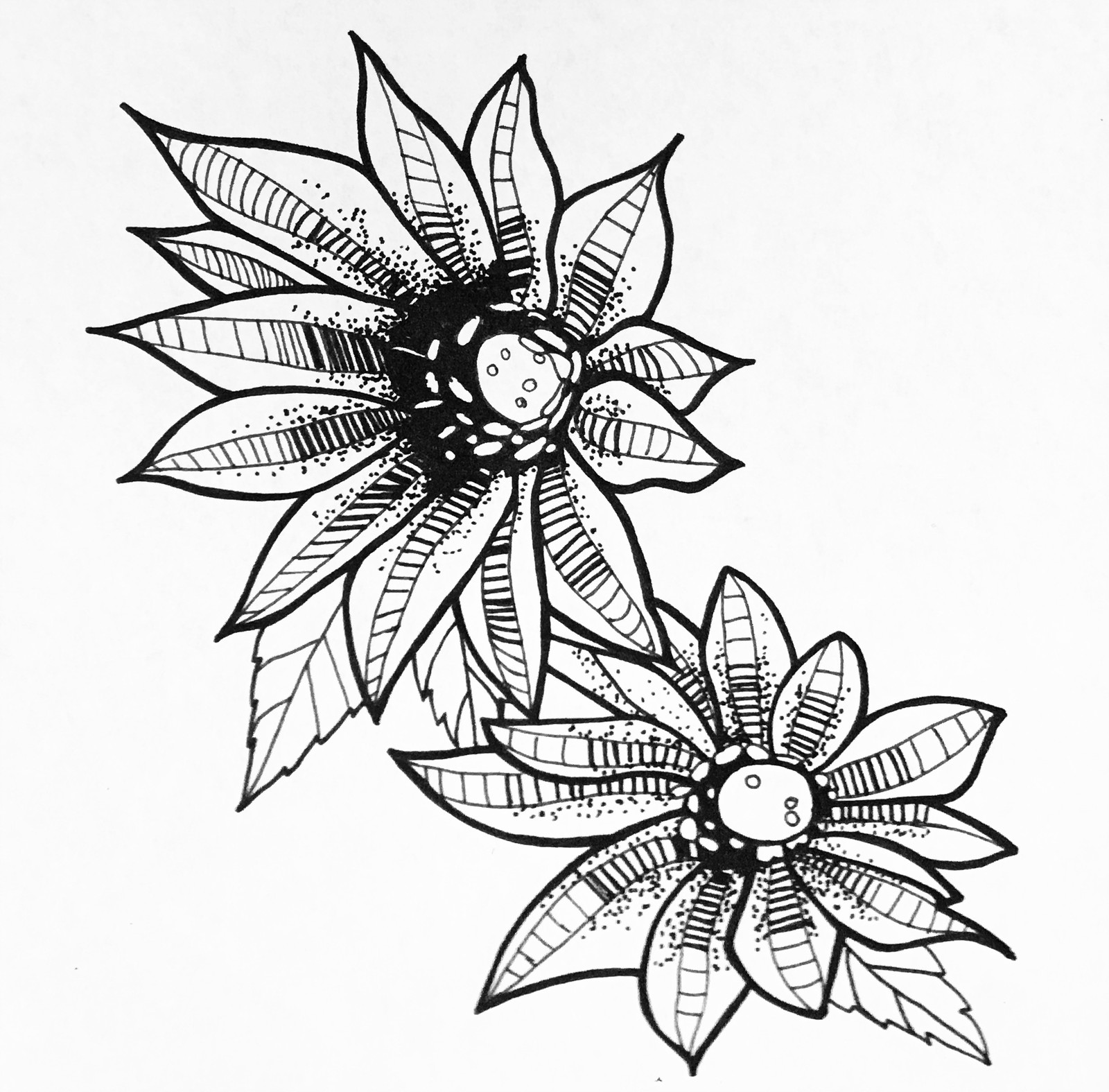 Edelweiss Flower Drawing at GetDrawings | Free download