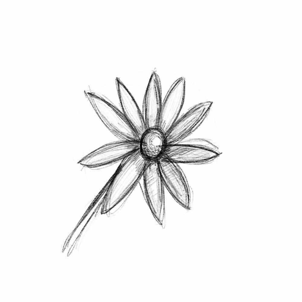 Edelweiss Flower Drawing at GetDrawings | Free download