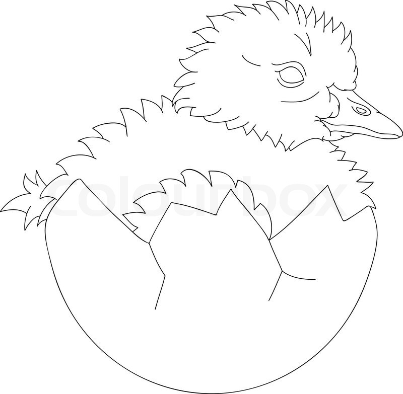 Egg Hatching Drawing at GetDrawings Free download