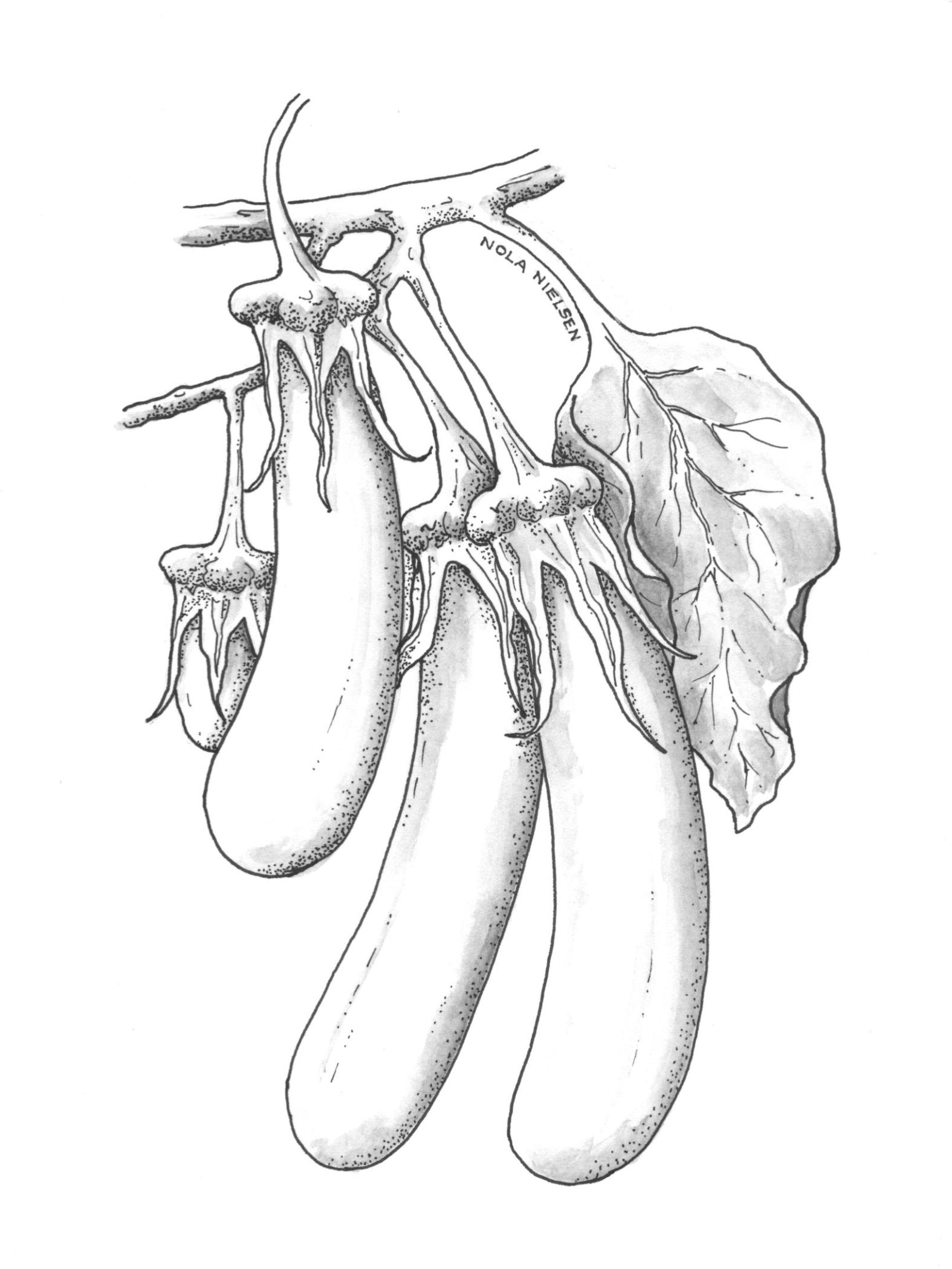 Eggplant Drawing at GetDrawings | Free download