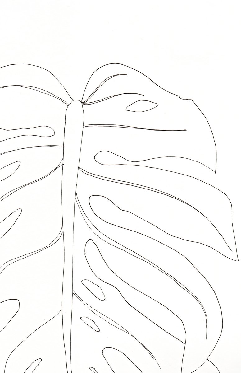 Elephant Ears Drawing at GetDrawings Free download