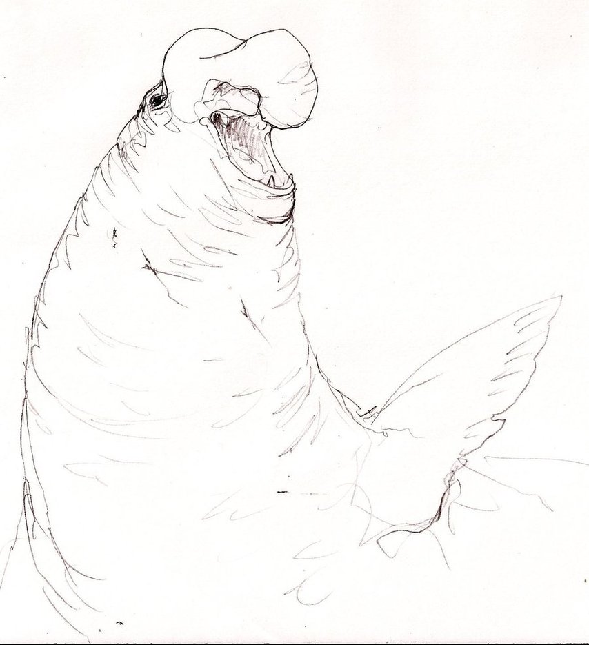 Elephant Seal Drawing at GetDrawings Free download