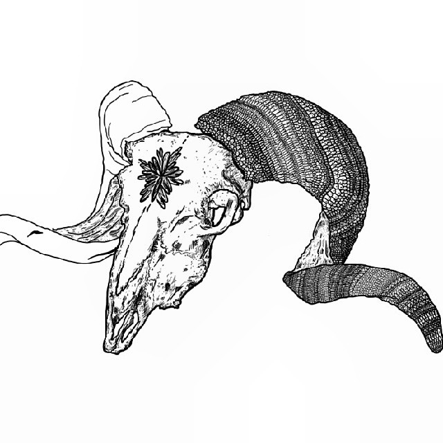 Elephant Skull Drawing at GetDrawings Free download