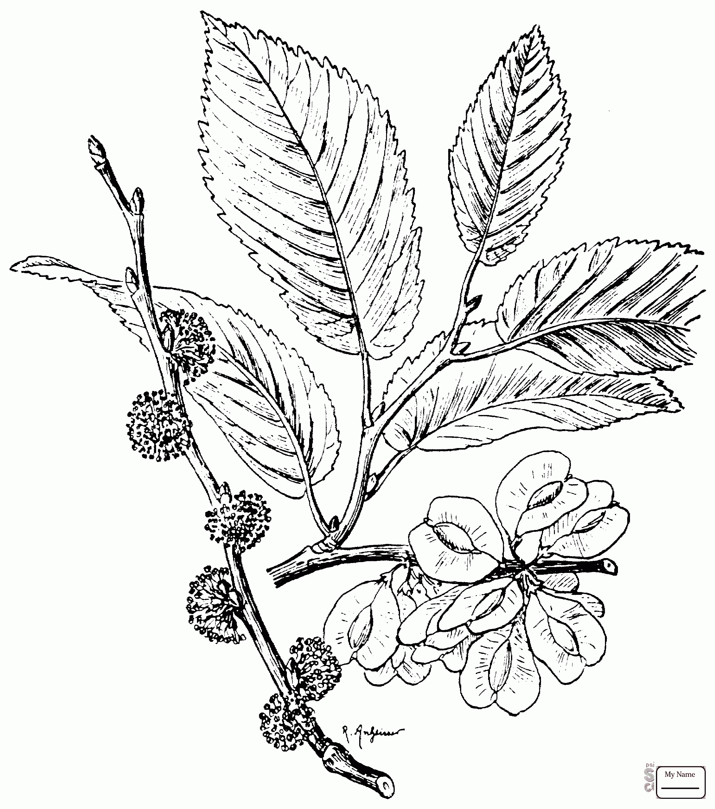 Elm Tree Drawing at GetDrawings | Free download
