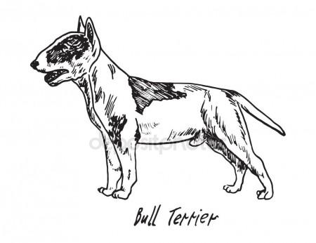 English Bull Terrier Drawing at GetDrawings | Free download