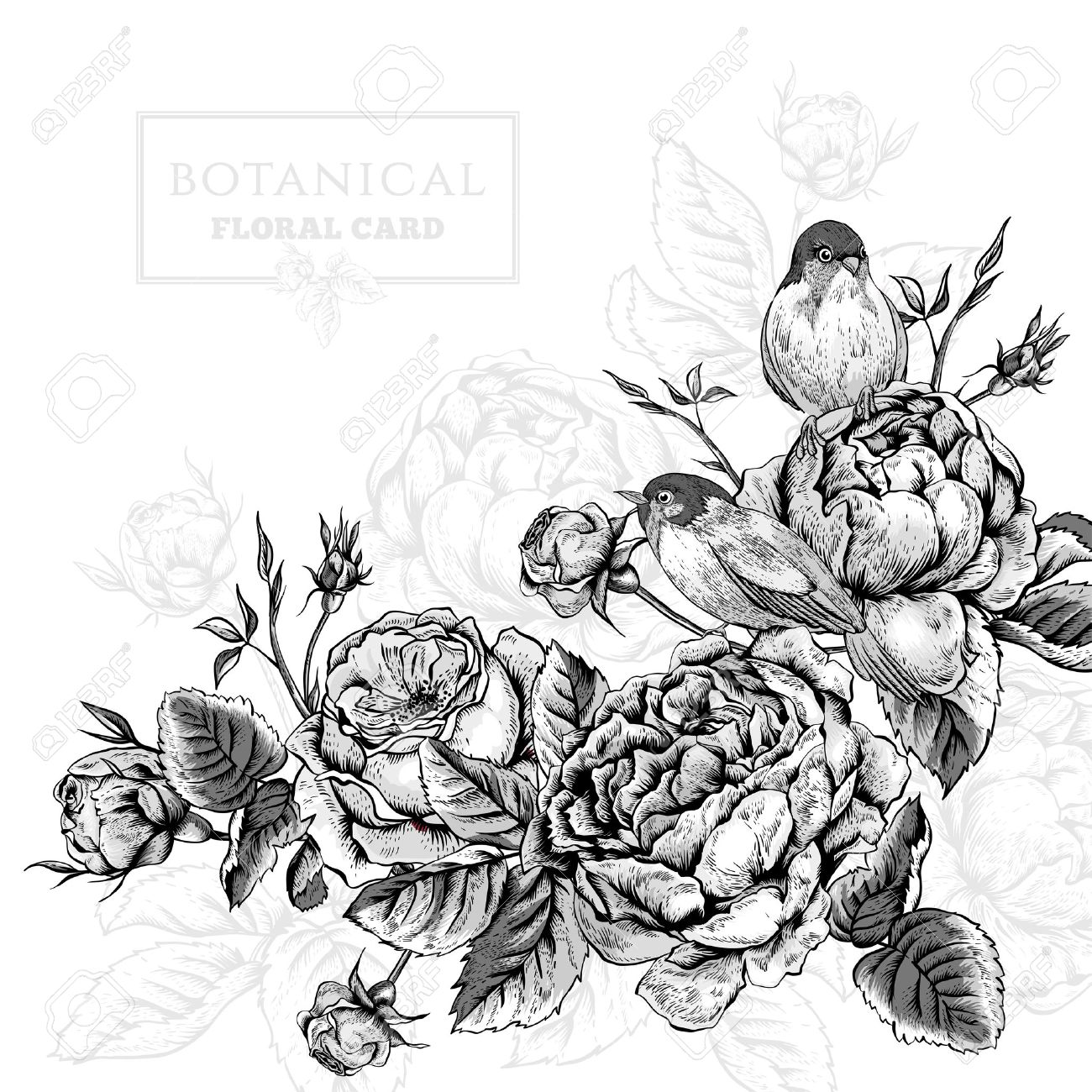 english-rose-drawing-at-getdrawings-free-download