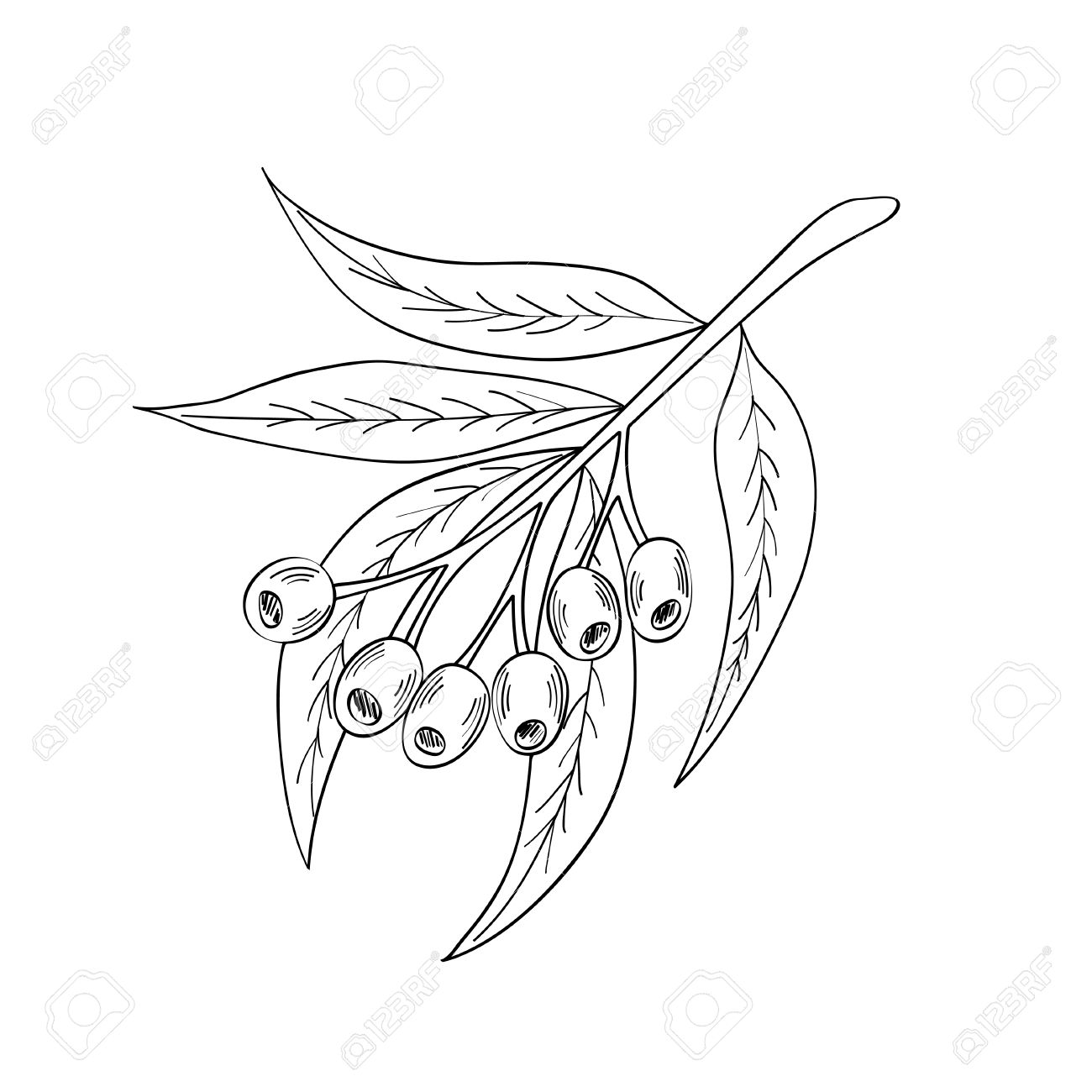 Листья эвкалипта рисунок для срисовки