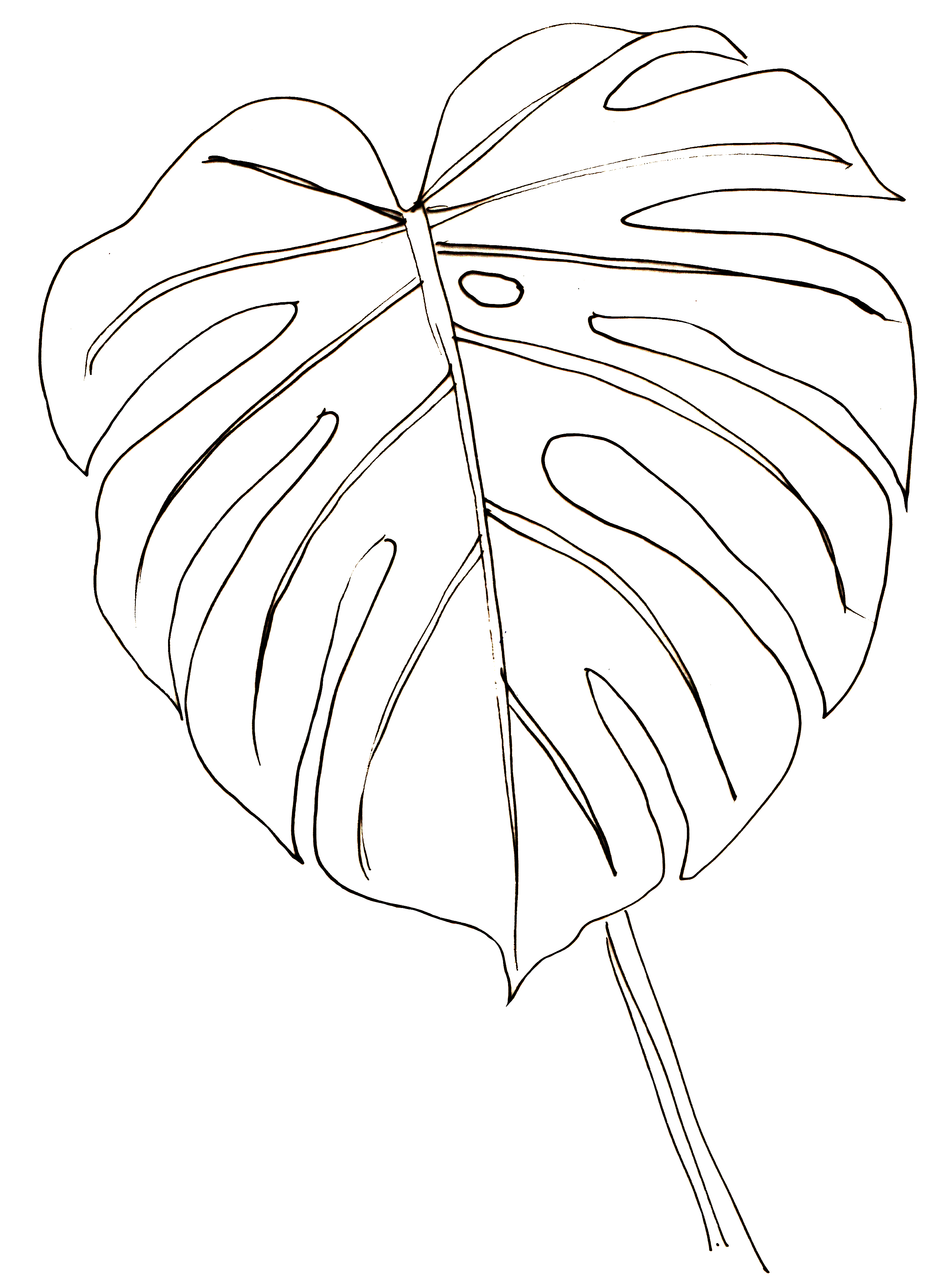 Eucalyptus Leaf Drawing at GetDrawings | Free download