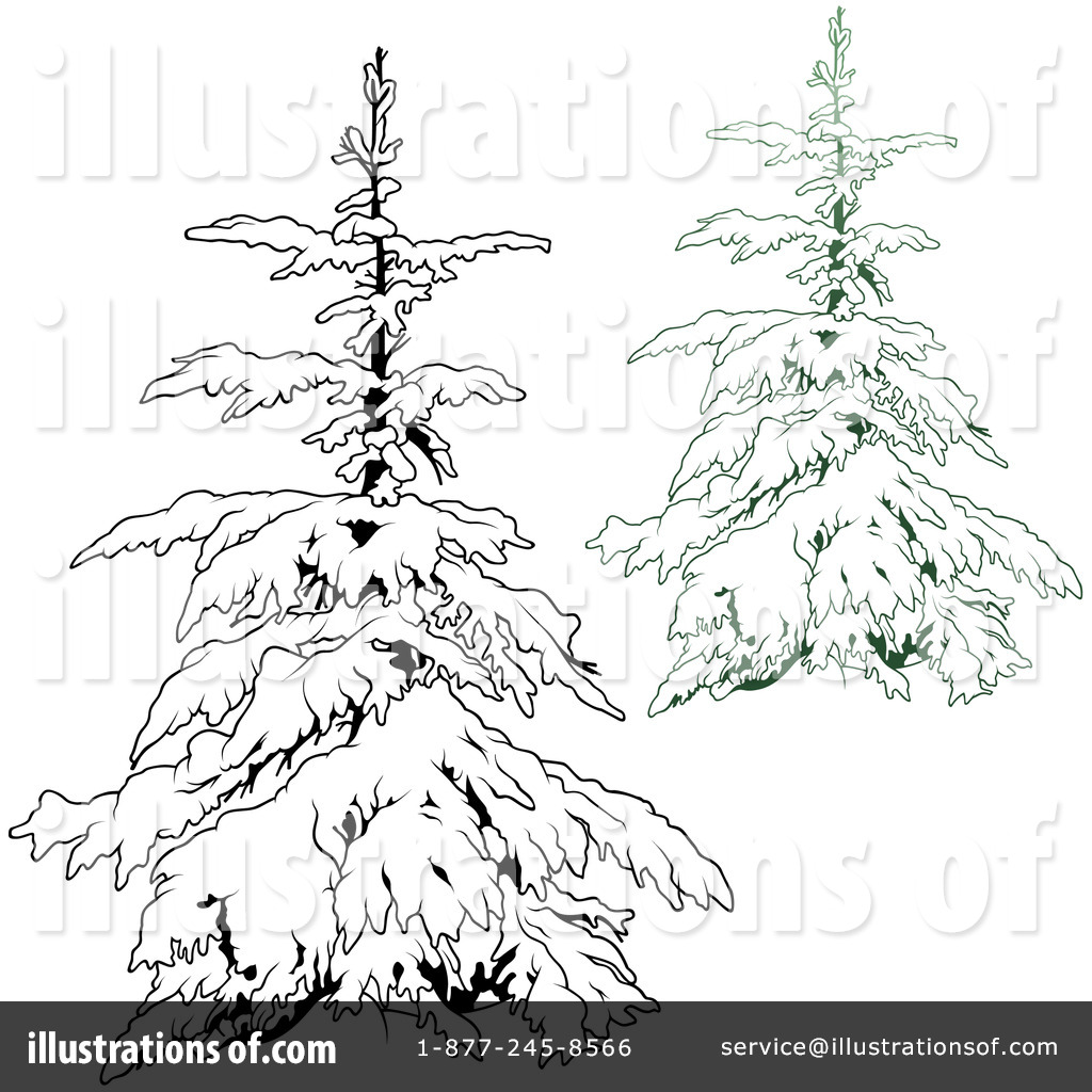 Evergreen Drawing At Getdrawings Free Download