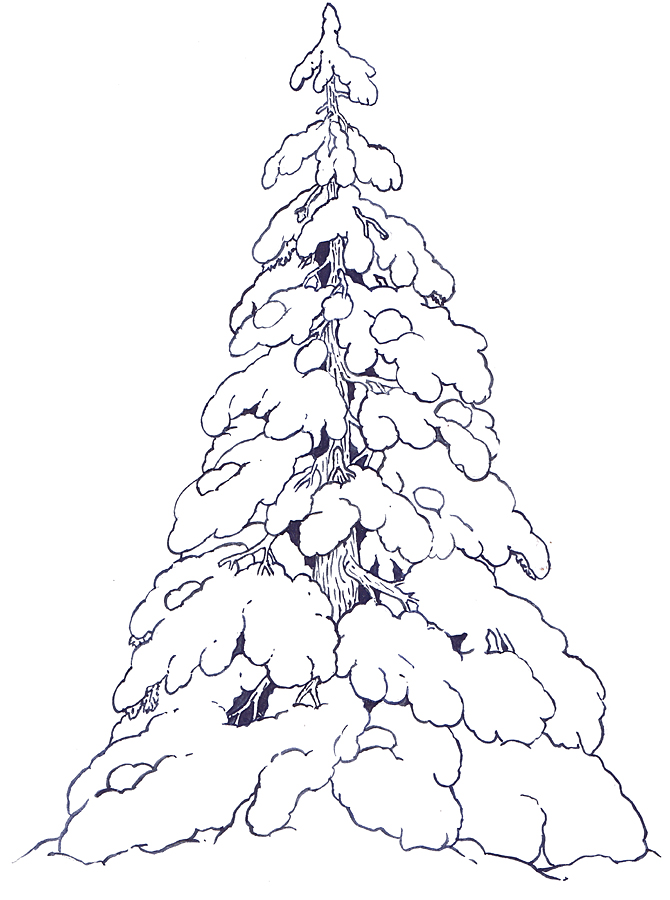 Evergreen Tree Drawing At Getdrawings Free Download