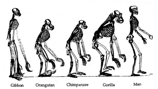 Evolution Of Man Drawing At Getdrawings Free Download