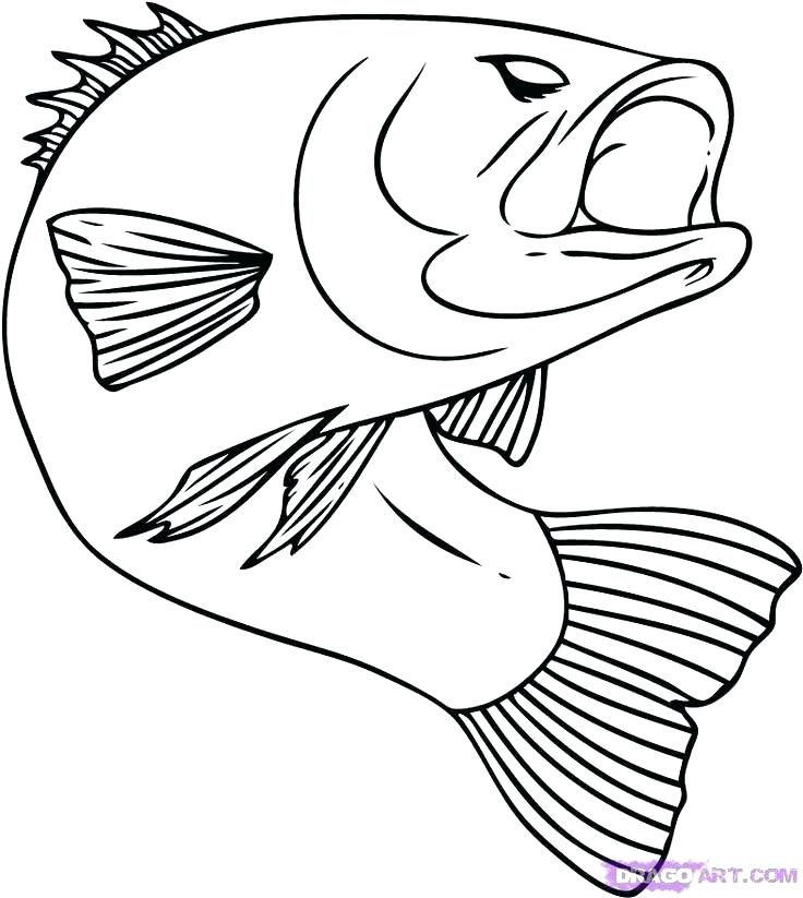 Exotic Fish Drawing at GetDrawings | Free download