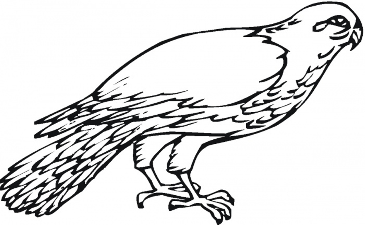 Falcon Bird Drawing at GetDrawings | Free download