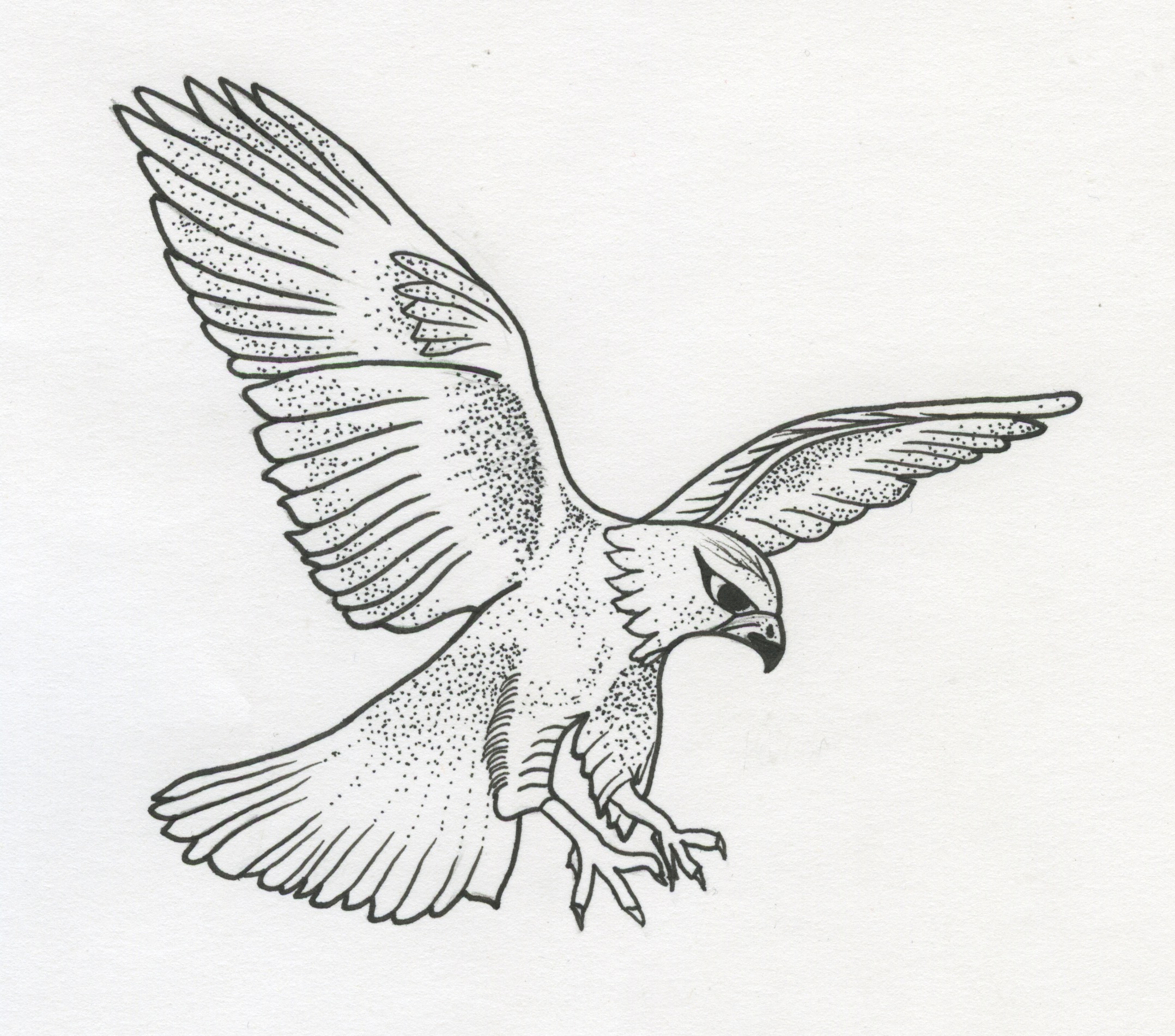How To Draw Falcon With Images Bird Drawings Drawings Falcon Drawing