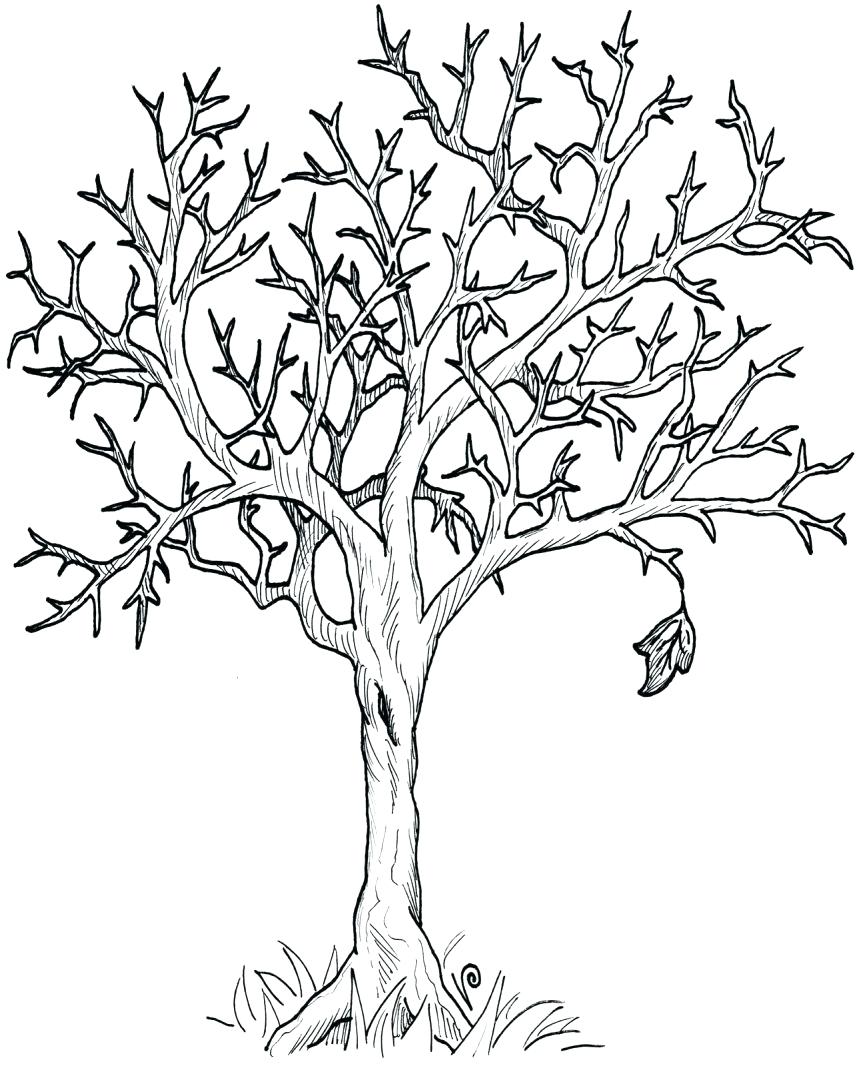 Fall Trees Drawing at GetDrawings | Free download