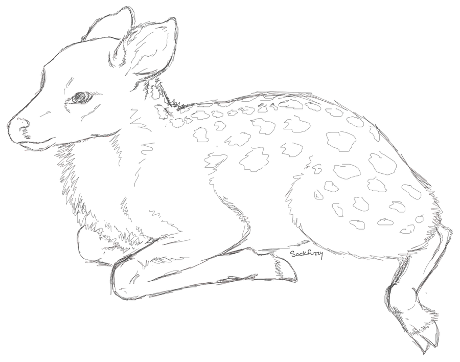 Fawn Drawing at GetDrawings | Free download